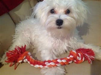 maltese-with-rope-toy